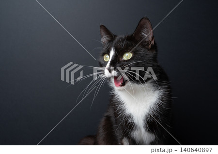 cat looking astonished, funny studio portrait cat looking astonished, funny studio portrait 140640897