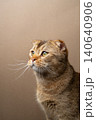 scottish fold cat profile portrait 140640906