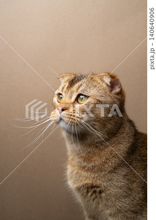 scottish fold cat profile portrait 140640906