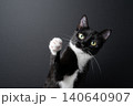 playful tuxedo cat raises paw 140640907