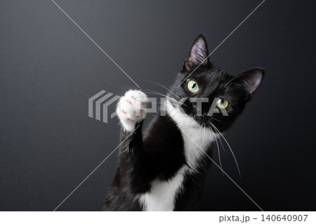 playful tuxedo cat raises paw 140640907
