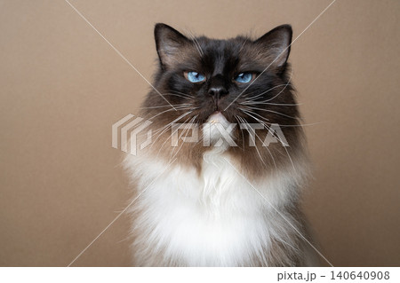 ragdoll cat portrait on beige background ragdoll cat portrait on beige background 140640908