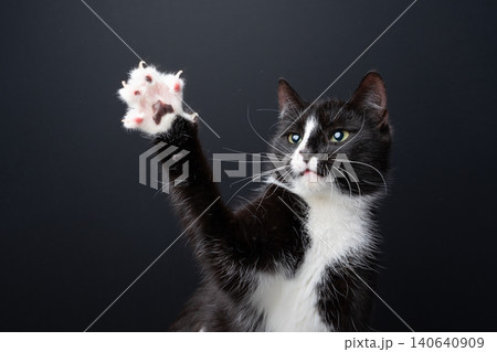 playful tuxedo cat showing claws playful tuxedo cat showing claws 140640909