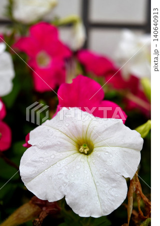 白いペチュニアの花 白いペチュニアの花 140640913