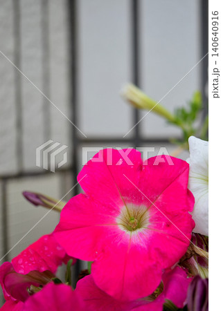 赤いペチュニアの花 赤いペチュニアの花 140640916