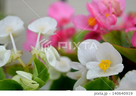 白いベゴニアの花 白いベゴニアの花 140640919
