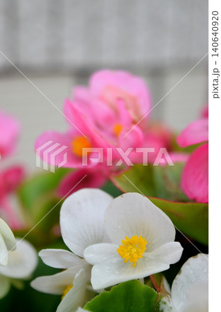 白いベゴニアの花 140640920