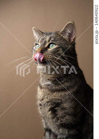 hungry tabby cat profile portrait on beige background hungry tabby cat profile portrait on beige background 140640922