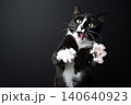 funny looking tuxedo cat making shocked facial expression 140640923