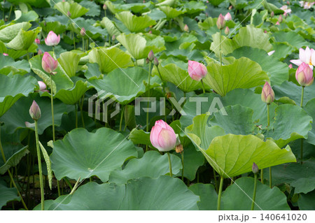 秋田 千秋公園 お堀の蓮の花 秋田 千秋公園 お堀の蓮の花 140641020