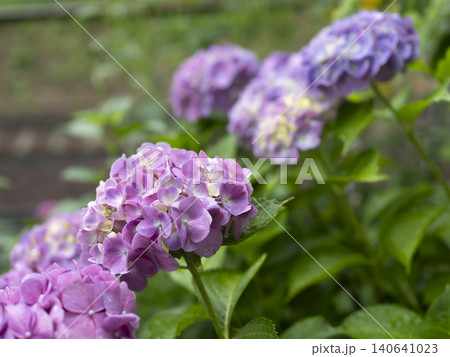 雨に濡れた赤紫色の紫陽花 雨に濡れた赤紫色の紫陽花 140641023