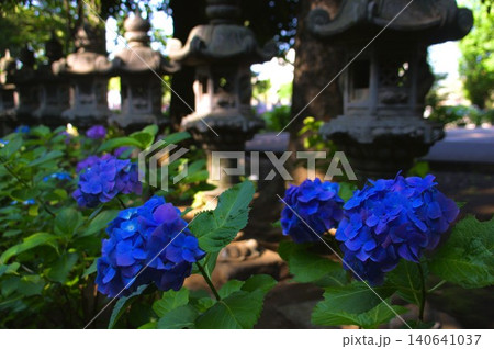 堀之内妙法寺の紫陽花 堀之内妙法寺の紫陽花 140641037