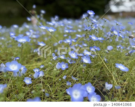 青いネモフィラが咲き広がる春の花畑 140641068