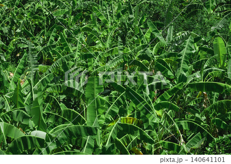 plants in the garden 140641101