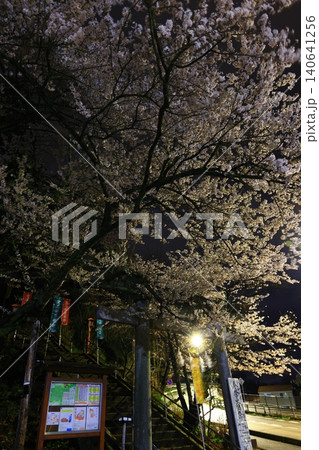 夜の桜のある風景 140641256