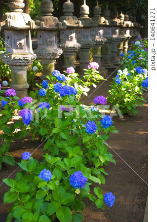 堀之内妙法寺の紫陽花 140641271