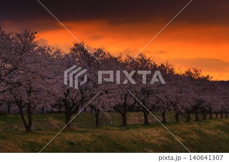 朝焼けに染まる桜 朝焼けに染まる桜 140641307