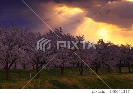 朝焼けに染まる桜 朝焼けに染まる桜 140641317