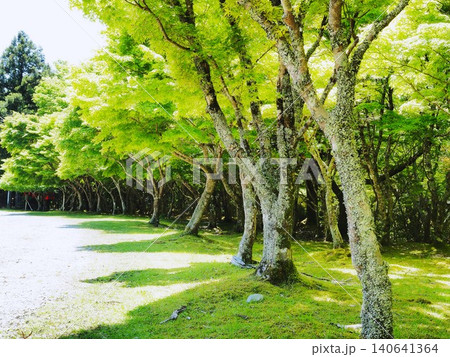 静岡県 踊子歩道の青もみじ並木 5月 静岡県 踊子歩道の青もみじ並木 5月 140641364