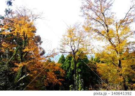 【神奈川県】雑木林の紅葉した木々 【神奈川県】雑木林の紅葉した木々 140641392