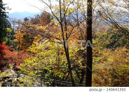 【神奈川県】紅葉に染まる公園の散歩道 【神奈川県】紅葉に染まる公園の散歩道 140641393
