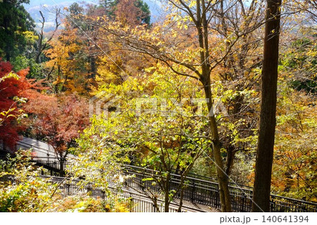 【神奈川県】秋の紅葉に染まる散策路デッキ 【神奈川県】秋の紅葉に染まる散策路デッキ 140641394