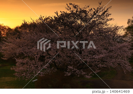 朝日に染まる桜 140641469