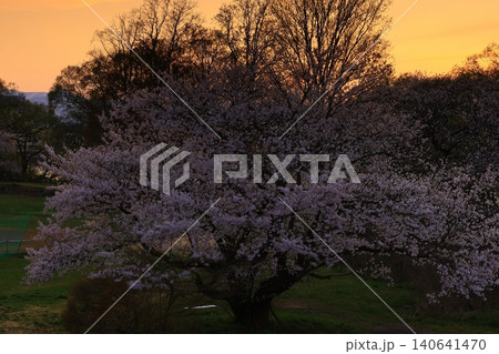 朝日に染まる桜 140641470