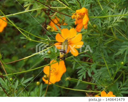 キバナコスモスの蜜を吸うオオスカシバ キバナコスモスの蜜を吸うオオスカシバ 140641479