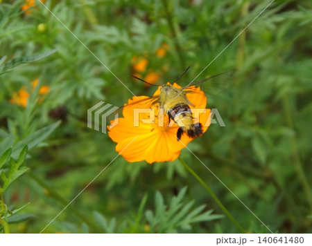 キバナコスモスの蜜を吸うオオスカシバ キバナコスモスの蜜を吸うオオスカシバ 140641480