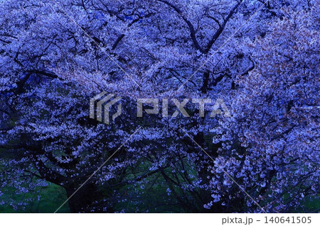 満開の桜並木 満開の桜並木 140641505