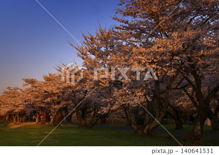 夕日に染まる満開の桜 夕日に染まる満開の桜 140641531