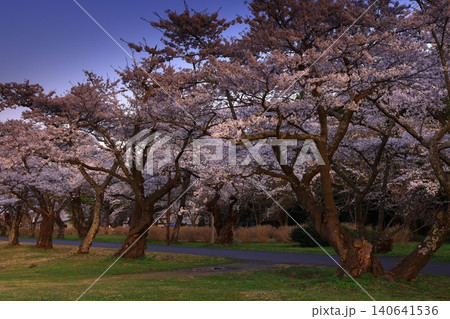 夕日に染まる満開の桜 夕日に染まる満開の桜 140641536