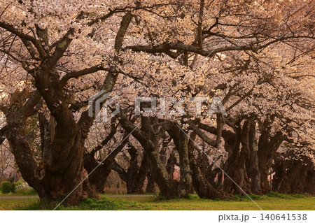 夕日に染まる満開の桜 夕日に染まる満開の桜 140641538
