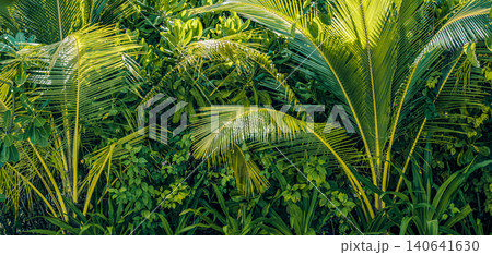 Dense vibrant tropical foliage and layered palm leaves filling the frame. Lush jungle greenery close-up. Fresh natural outdoor botanical landscape with rich green tones. Inspirational nature, ecology  140641630