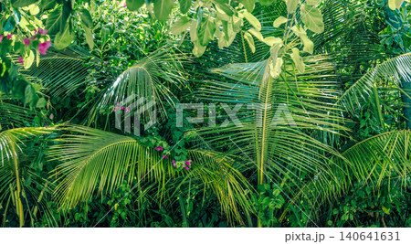 White sand path curving through lush tropical greenery and vibrant palm foliage. Serene island garden landscape. Fresh natural outdoor scenery with dense green plants. Inspirational nature, wellness White sand path curving through lush tropical greenery and vibrant palm foliage. Serene island garden landscape. Fresh natural outdoor scenery with dense green plants. Inspirational nature, wellness 140641631