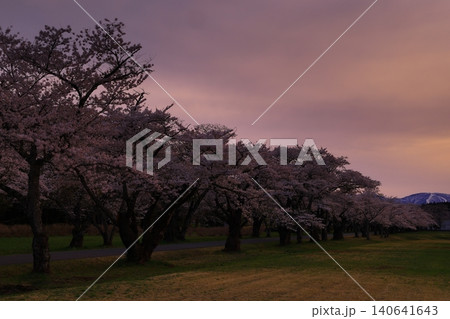 水面に映る桜 水面に映る桜 140641643