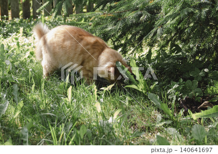 Ginger cat exploring grassy area natural daylight, curious alert, soft background, wildlife style portrait domestic feline outdoor setting. Pet food, article about cats, activities, veterinary clinic Ginger cat exploring grassy area natural daylight, curious alert, soft background, wildlife style portrait domestic feline outdoor setting. Pet food, article about cats, activities, veterinary clinic 140641697