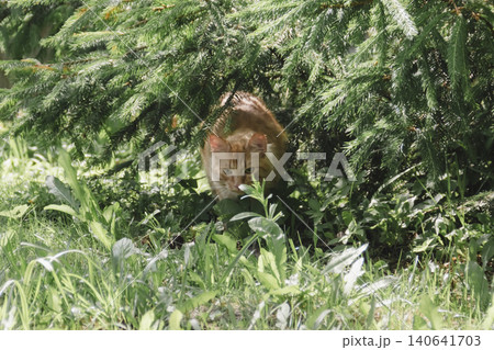 Ginger cat exploring grassy area natural daylight, curious alert, soft background, wildlife style portrait domestic feline outdoor setting. Pet food, article about cats, activities, veterinary clinic 140641703