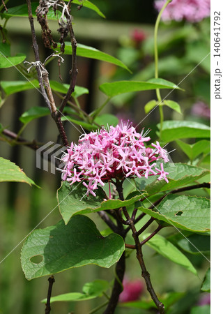 クサギの花 クサギの花 140641792