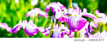 アヤメ ( 菖蒲 文目 綾目 渓蓀 ) 近年は ハナショウブ カキツバタ を含めた総称 アヤメ ( 菖蒲 文目 綾目 渓蓀 ) 近年は ハナショウブ カキツバタ を含めた総称 140641877