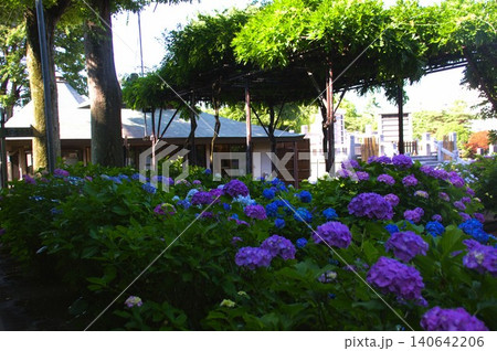堀之内妙法寺の紫陽花 堀之内妙法寺の紫陽花 140642206