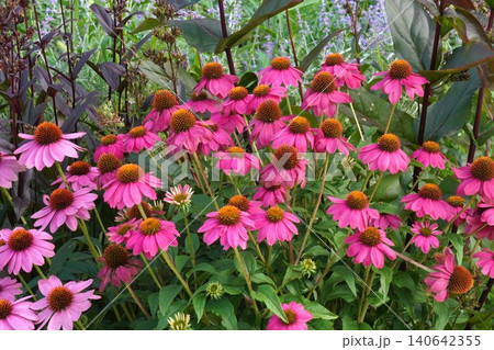 エキナセアの花・2026年6月 エキナセアの花・2026年6月 140642355