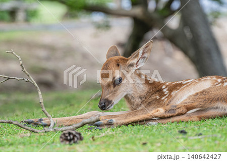 緑地でくつろぐ子鹿 奈良公園 緑地でくつろぐ子鹿 奈良公園 140642427