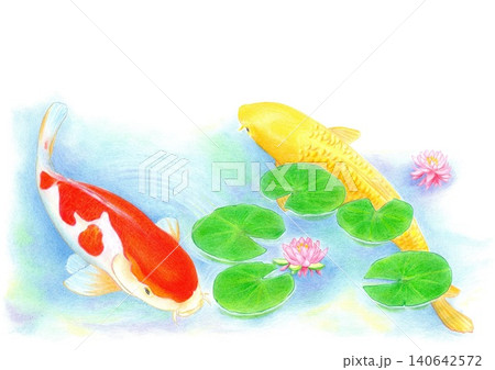 睡蓮と錦鯉 色鉛筆画 睡蓮と錦鯉 色鉛筆画 140642572