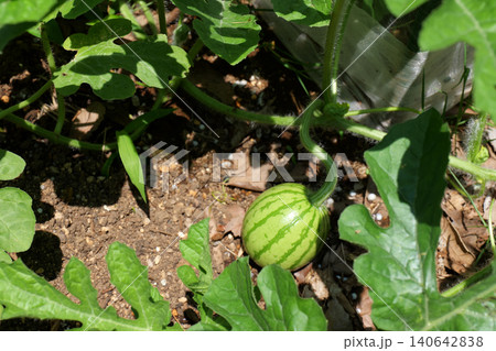 Watermelons and Young Watermelon Fruits Growing on Vine 140642838