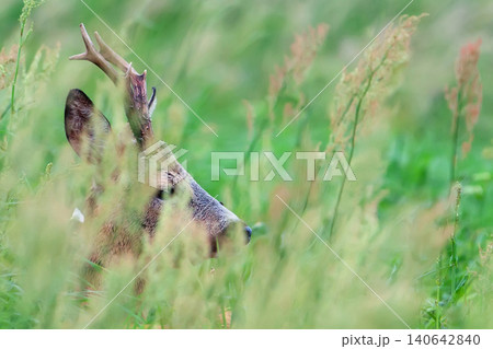Buck deer hidden in the grass Buck deer hidden in the grass 140642840