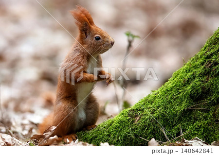 Red squirrel in the forest Red squirrel in the forest 140642841