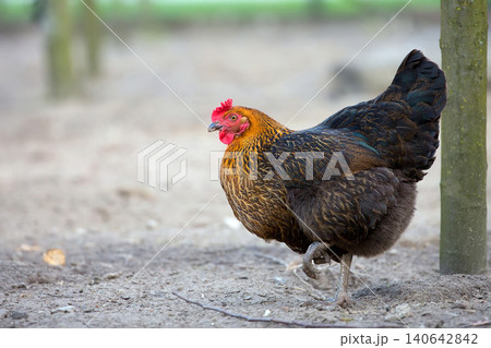 Hen on the farm Hen on the farm 140642842