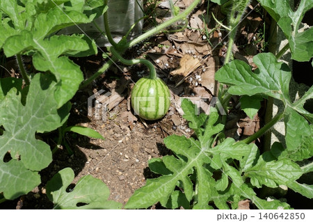 Watermelons and Young Watermelon Fruits Growing on Vine Watermelons and Young Watermelon Fruits Growing on Vine 140642850